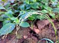 Indian Lovegrass